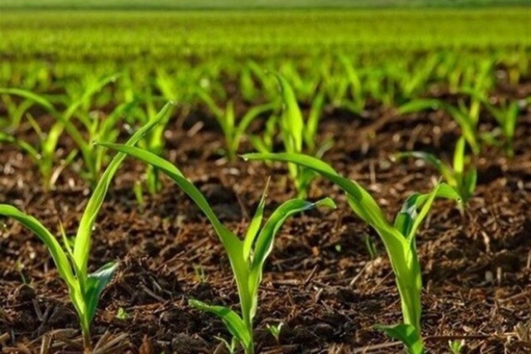  نقش سازمان تحقیقات، آموزش و ترویج كشاورزی در خوداتكایی ملی و تدوین الگوی كشت