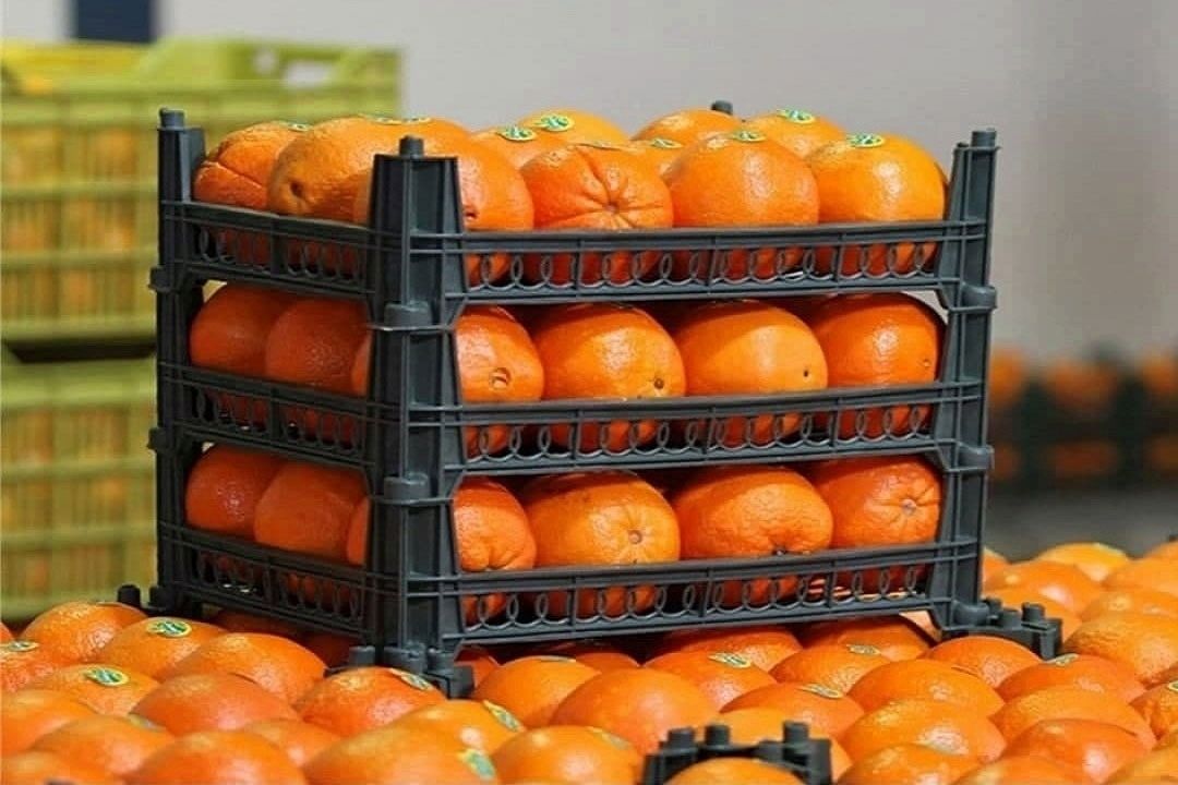 هیچ كمبودی در بازار میوه شب عید نداریم / پیش‌بینی كاهش قیمت‌ها با تداوم عرضه فراوان