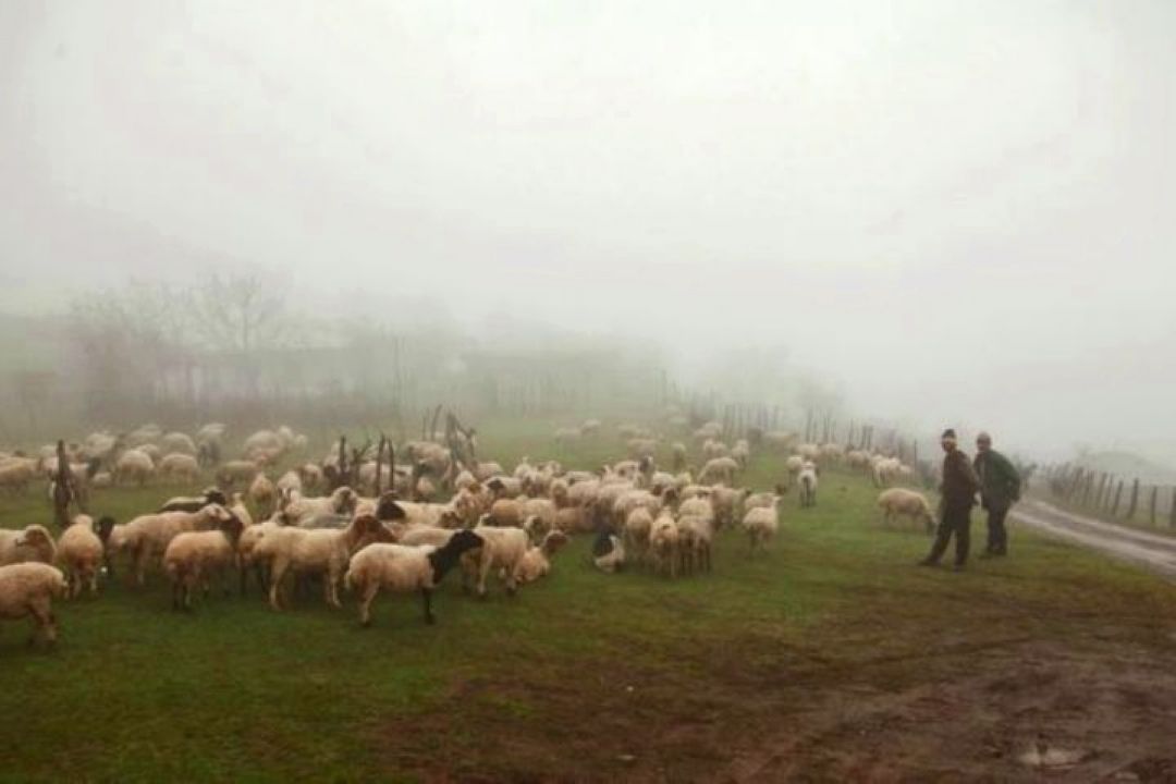 زندگی شبانی و نی نوازی در خراسان جنوبی