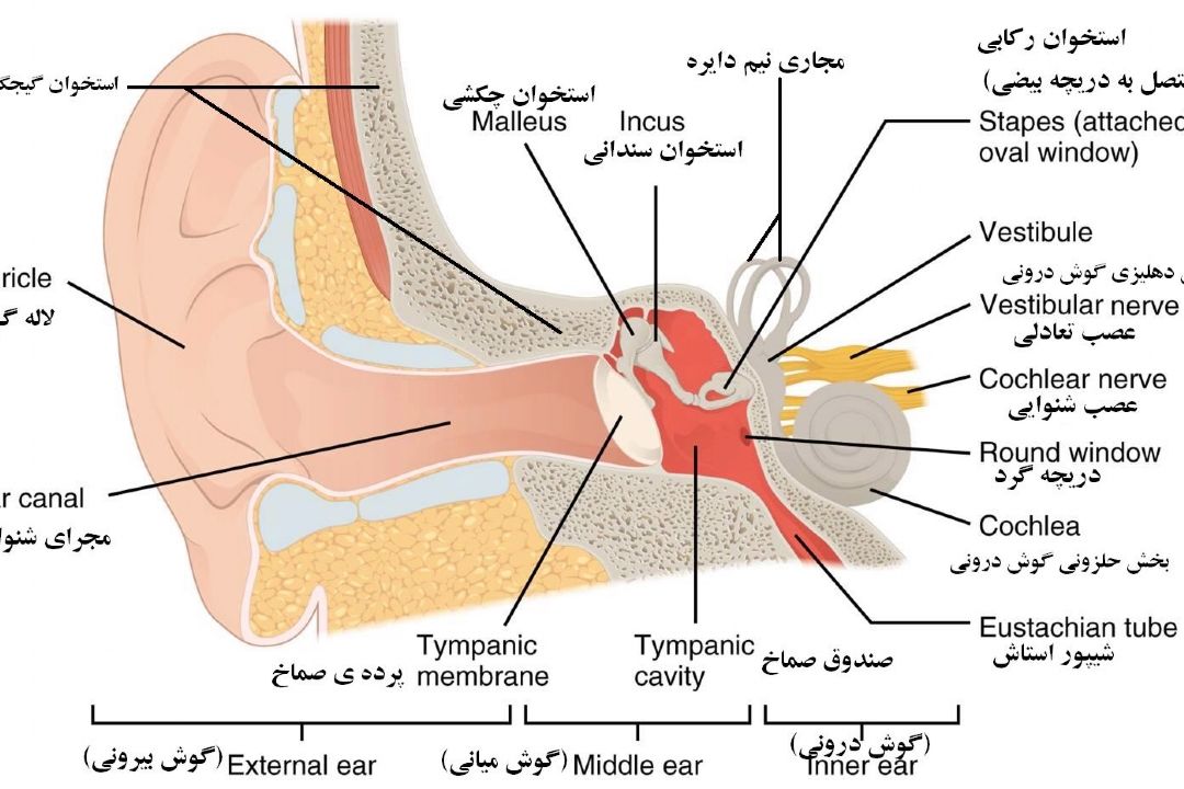 در برنامه نبض سه شنبه یكم اسفند درباره ترمیم لاله گوش از دست رفته در تصادف صحبت شد