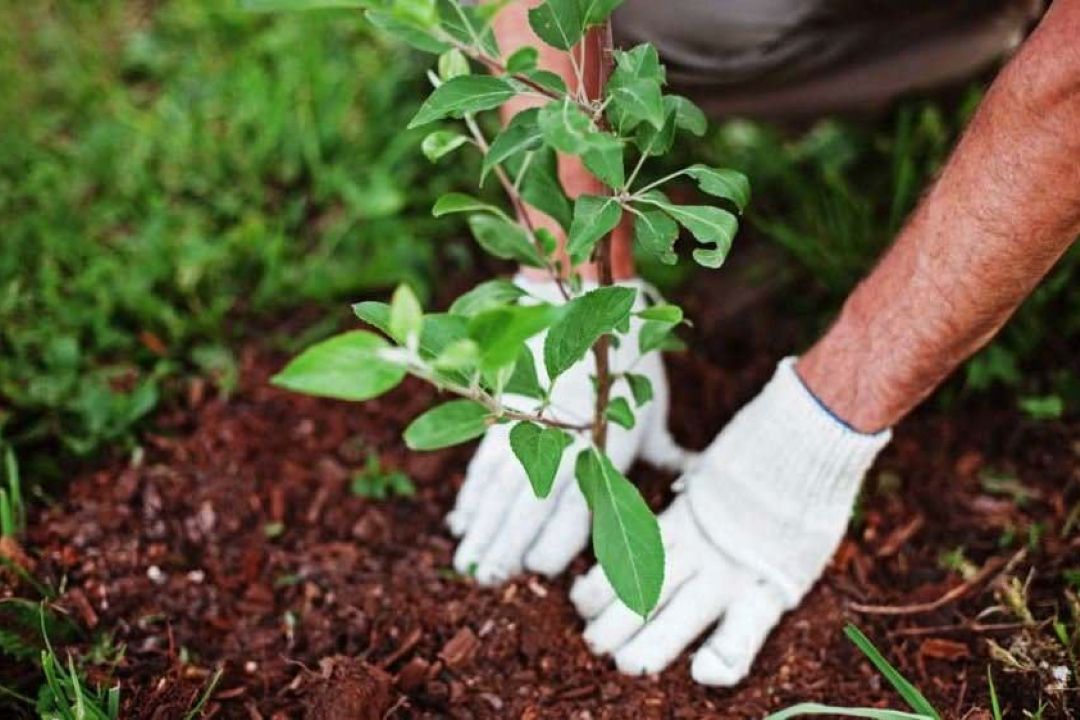 با كاشت نهال می خواهیم در ایجاد نشاط و شادابی سهم كوچكی داشته باشیم