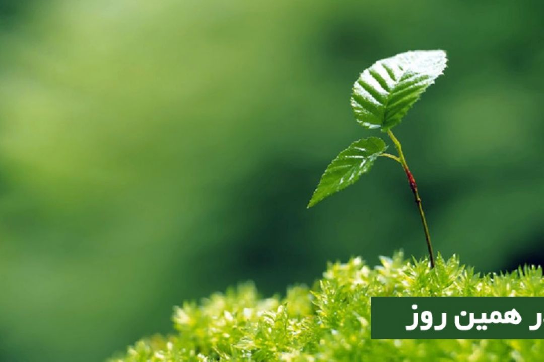 شهر یزد از چندین ماه قبل به استقبال جشن رویش رفته است