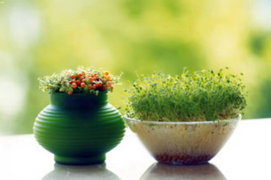 عید دیدنی در 