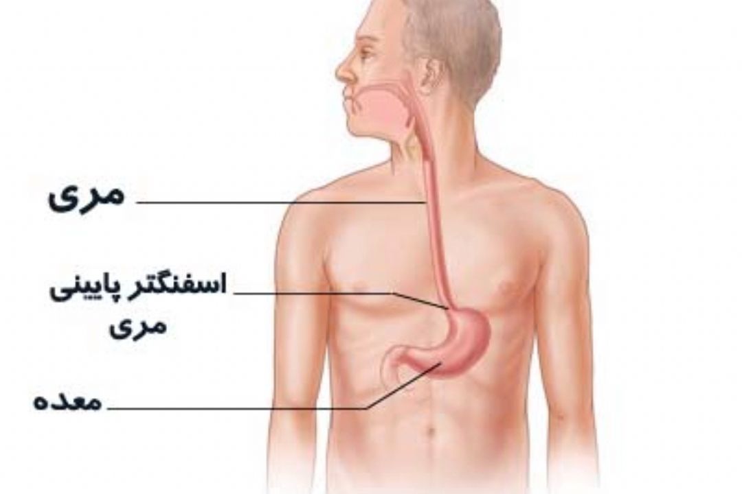 نبض