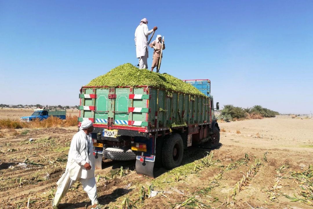 قاچاق یونجه تعجب برانگیز است +صوت