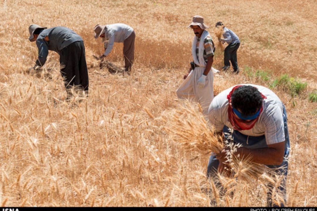 فرهنگ درو كردن گندم و كشت محصول در سمنان