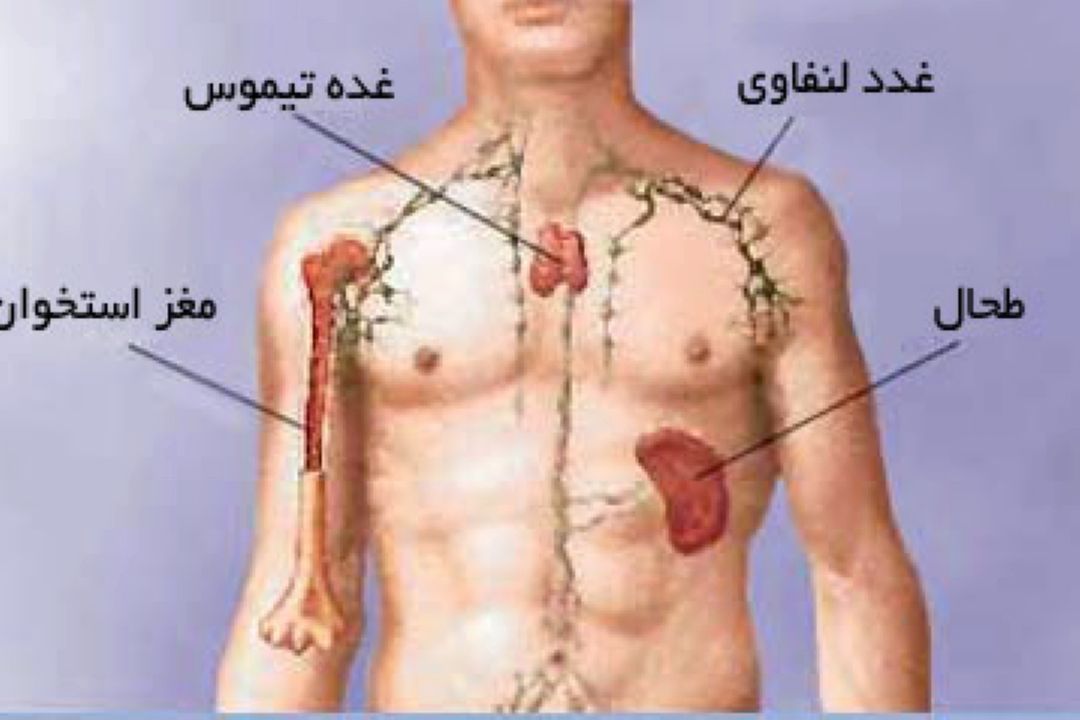 غدد لنفاوی 