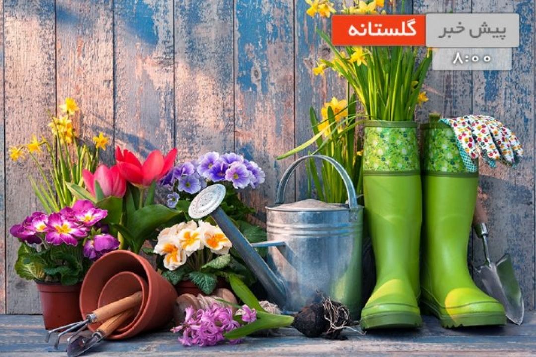 نگهداری، پرورش و تكثیر گل بنفشه آفریقایی