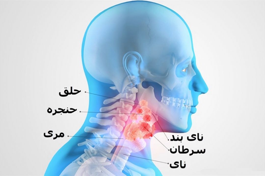 نبض