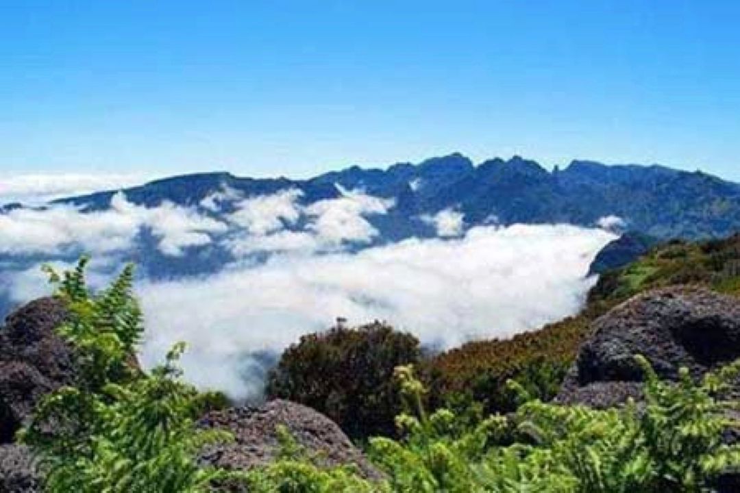 ماراتونی در یك جنگل رویایی