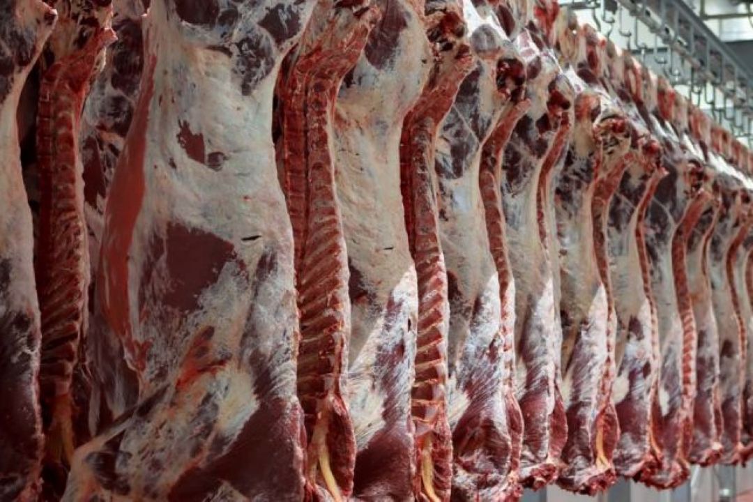 قاچاق دام عامل گرانی گوشت قرمز