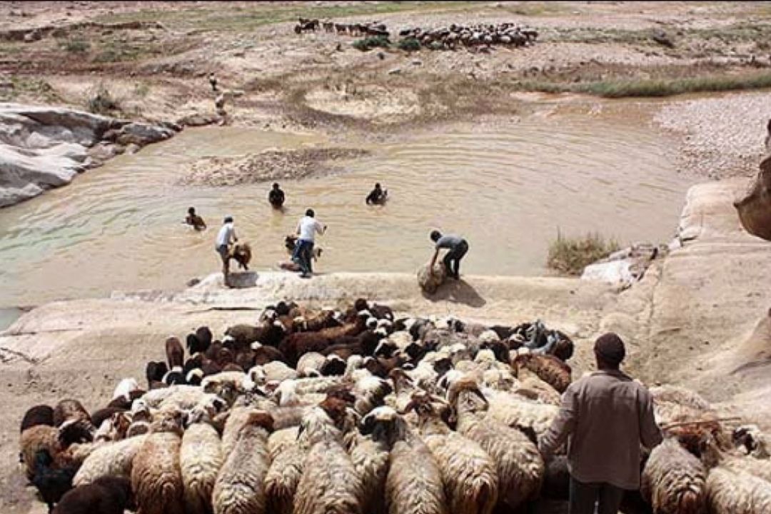  آداب مراسم پشم چینی گوسفندان در سنگسر سمنان