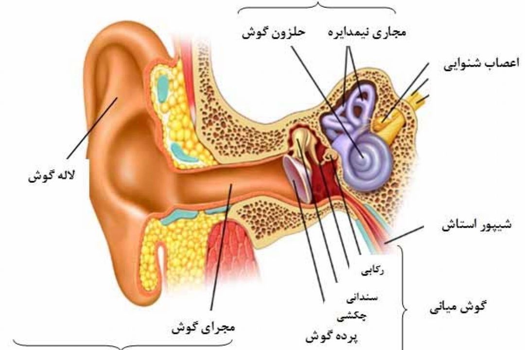 در برنامه نبض شنبه دهم شهریور درباره ساخته نشدن مادرزرادی لاله گوش صحبت شد