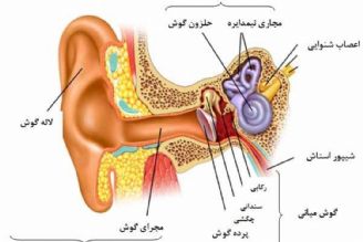 در برنامه نبض شنبه دهم شهریور درباره ساخته نشدن مادرزرادی لاله گوش صحبت شد