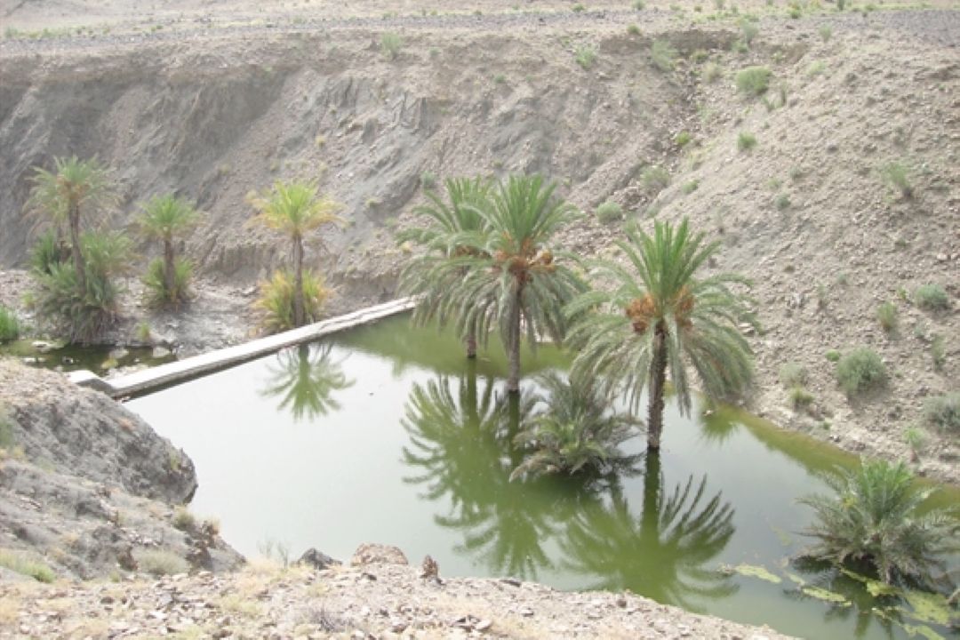 « گاندوی یك چشم و نور گل » 