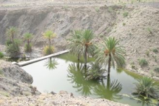 « گاندوی یك چشم و نور گل » 