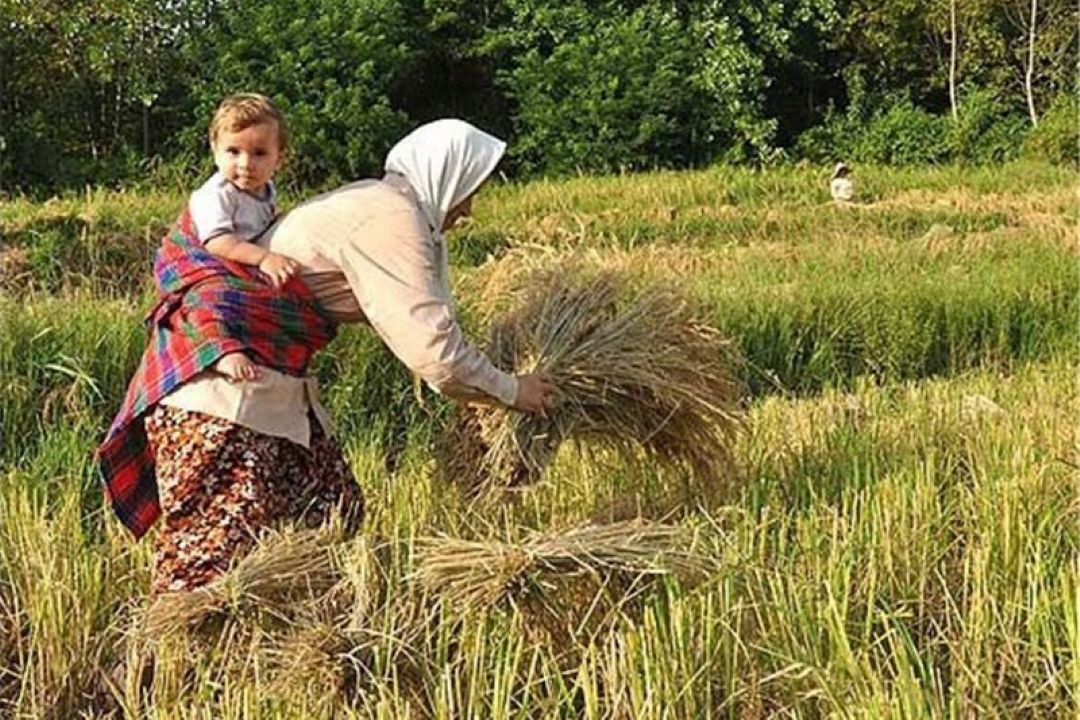  ممنوعیت كشت برنج راهكار مقابله با كم آبی نیست