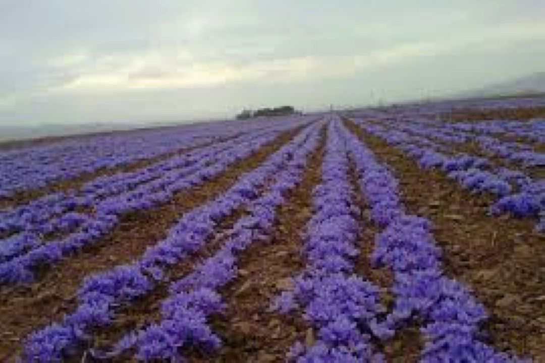 سفر رادیو تهران به شهر طلای سرخ