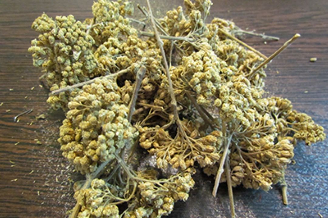 گیاهان دارویی