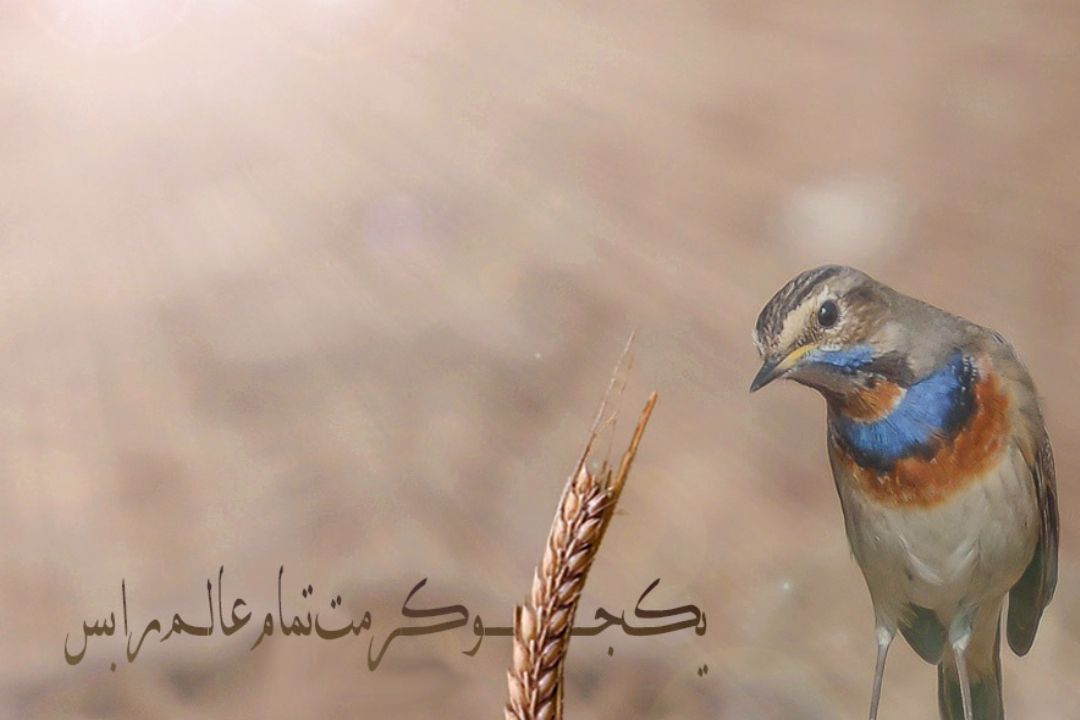 به افق ماه 