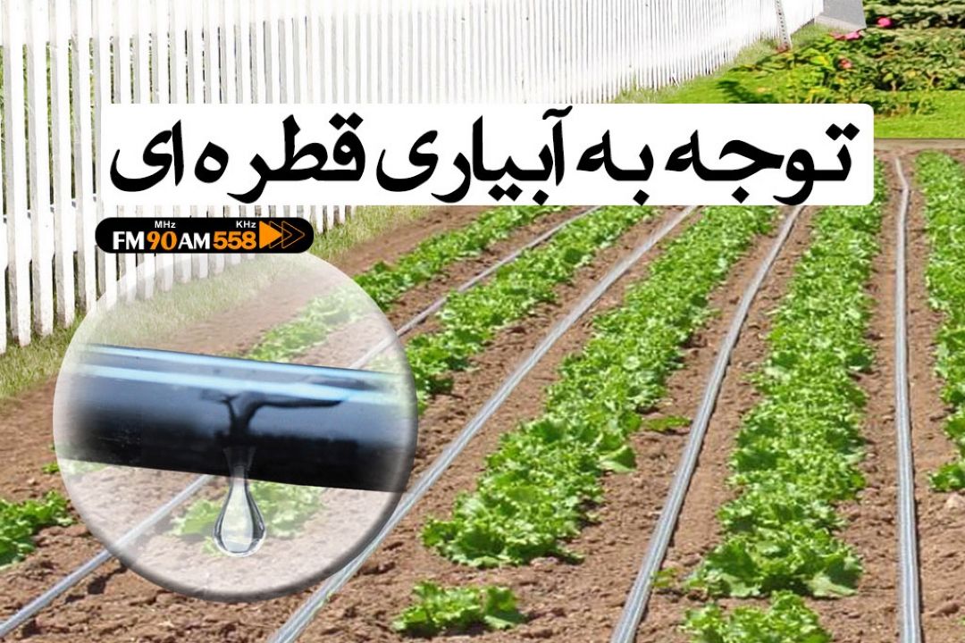 توجه به آبیاری قطره ای برای افزایش بازدهی