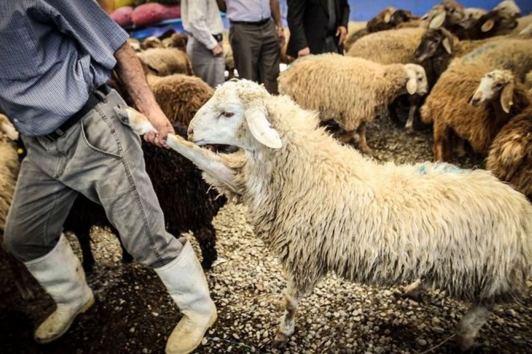 ارتباط قاچاق كالا و كمبود گوشت صحیح نیست 