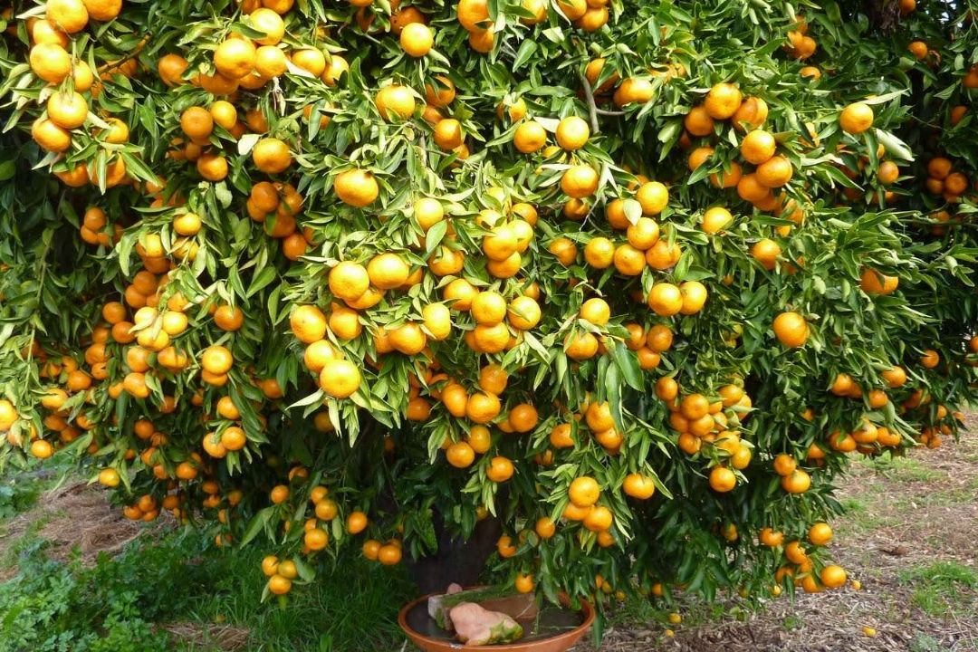 بی زحمت 