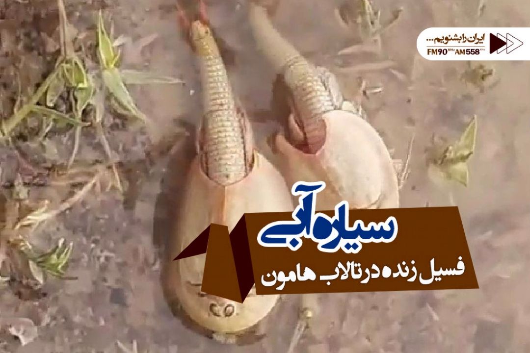 فسیل زنده با ظاهری عجیب