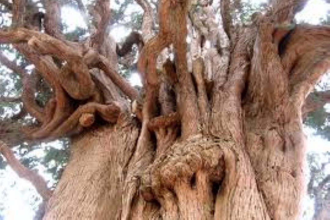 منطقه گردشگری سیرچ 