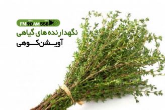 آویشن شیرازی بهترین نگهدارنده مواد غذایی 