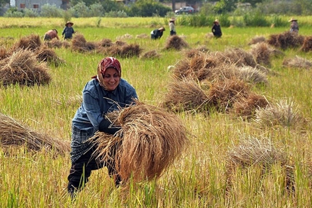 گردشگری در مزرعه 