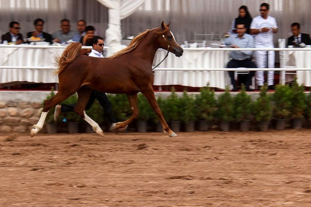 جشنواره اسب اصیل در باغ شازده ماهان