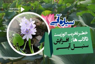 سنبل آبی را خرید و فروش نكنیم