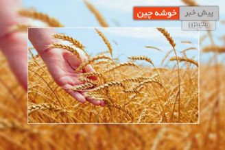 توصیه های فنی برای برداشت سیب زمینی