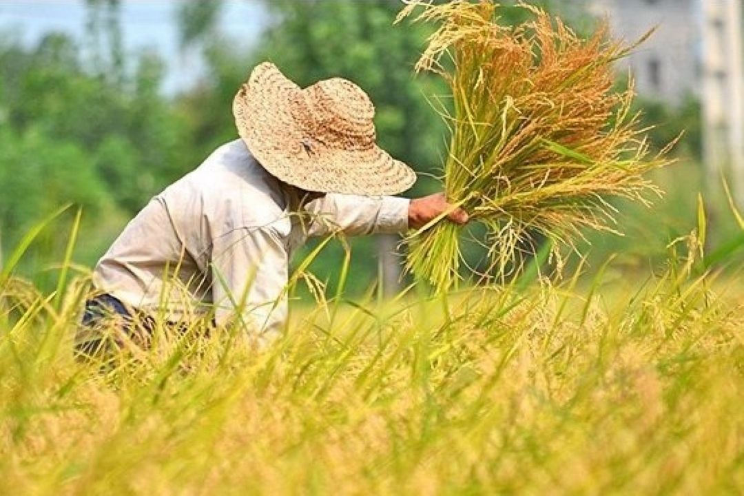 كشاورزان در برداشت برنج تعجیل نمایند