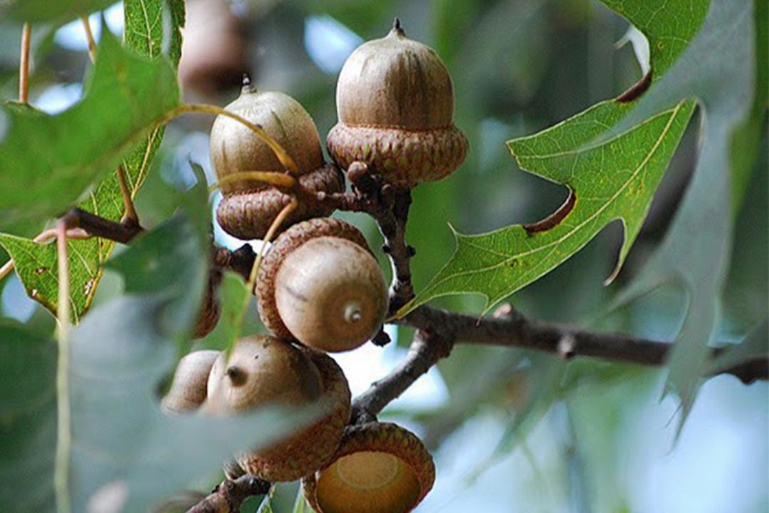 درخت بلوط هرگز نمی میرد