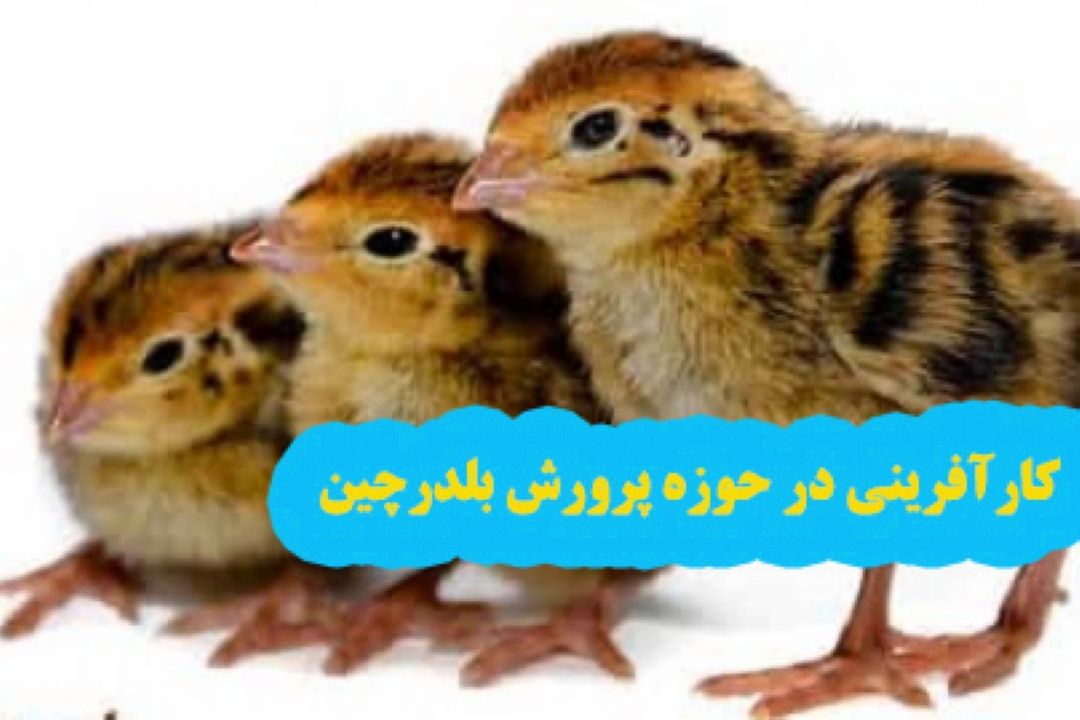 كارآفرینی در حوزه پرورش بلدرچین