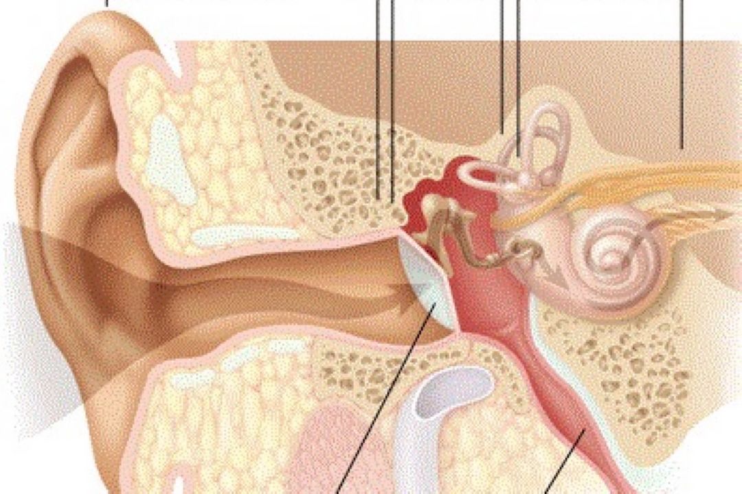 در برنامه نبض یكشنبه هفتم مهر درباره بواسیر و پارگی پرده گوش صحبت شد