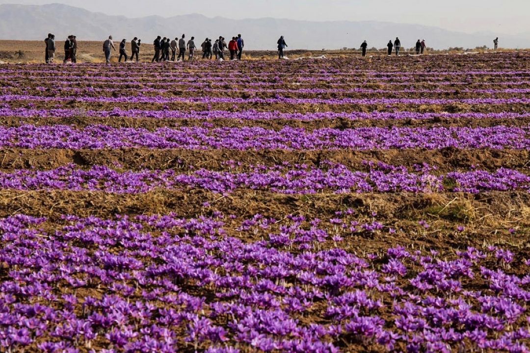 آغاز خرید توافقی زعفران در كشور