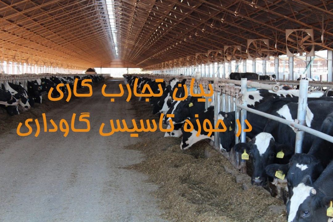 بیان تجارب كاری در حوزه تاسیس گاوداری
