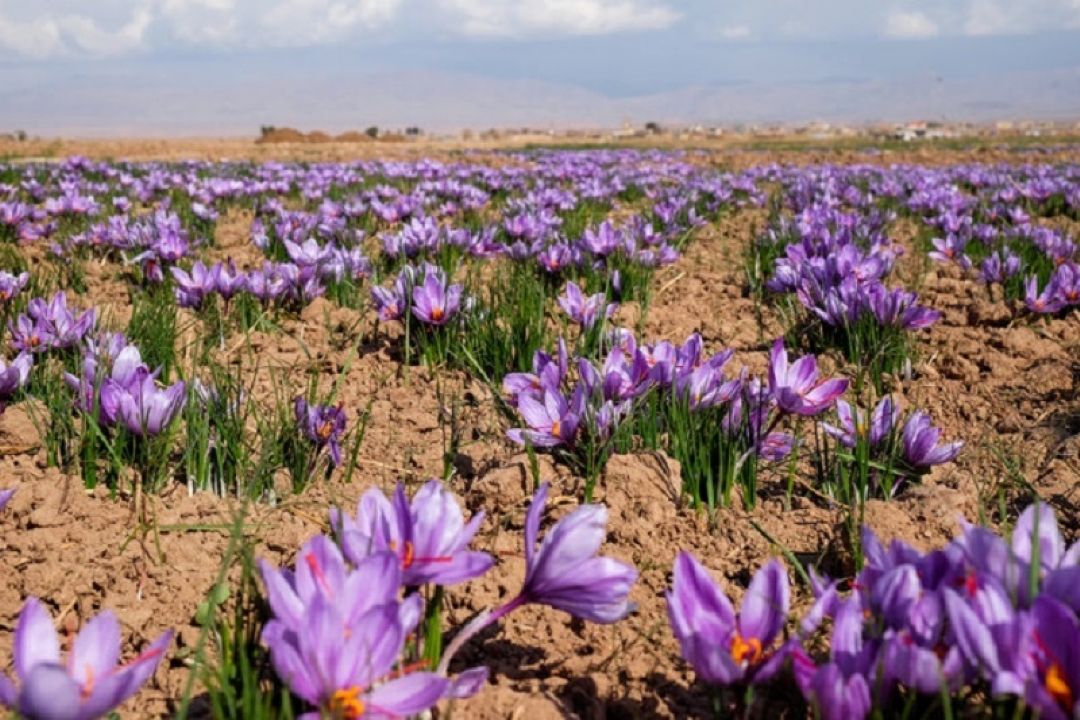 پیش بینی افزایش تولید زعفران