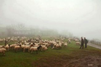 مونوگرافی زندگی شبانی در ترانه باران