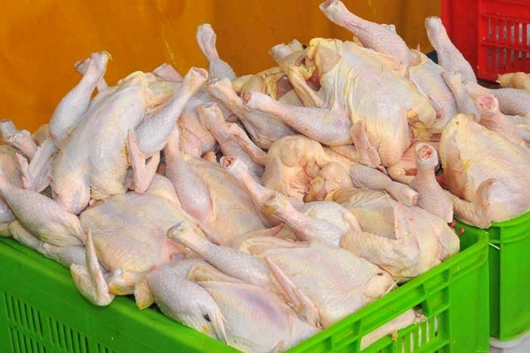 قیمت مرغ متناسب با افزایش هزینه ها نیست