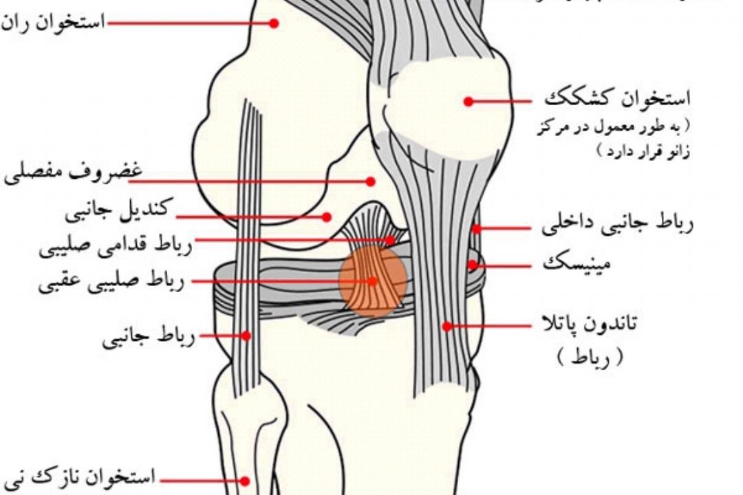 نبض 96/03/01