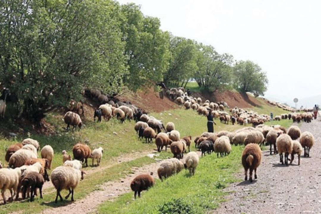 تولید 90 درصدی داروهای دامی در داخل