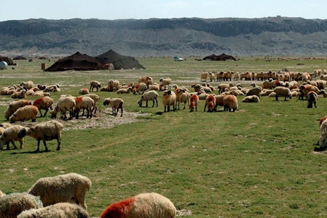 آموزش و ترویج عامل رشد بهره وری