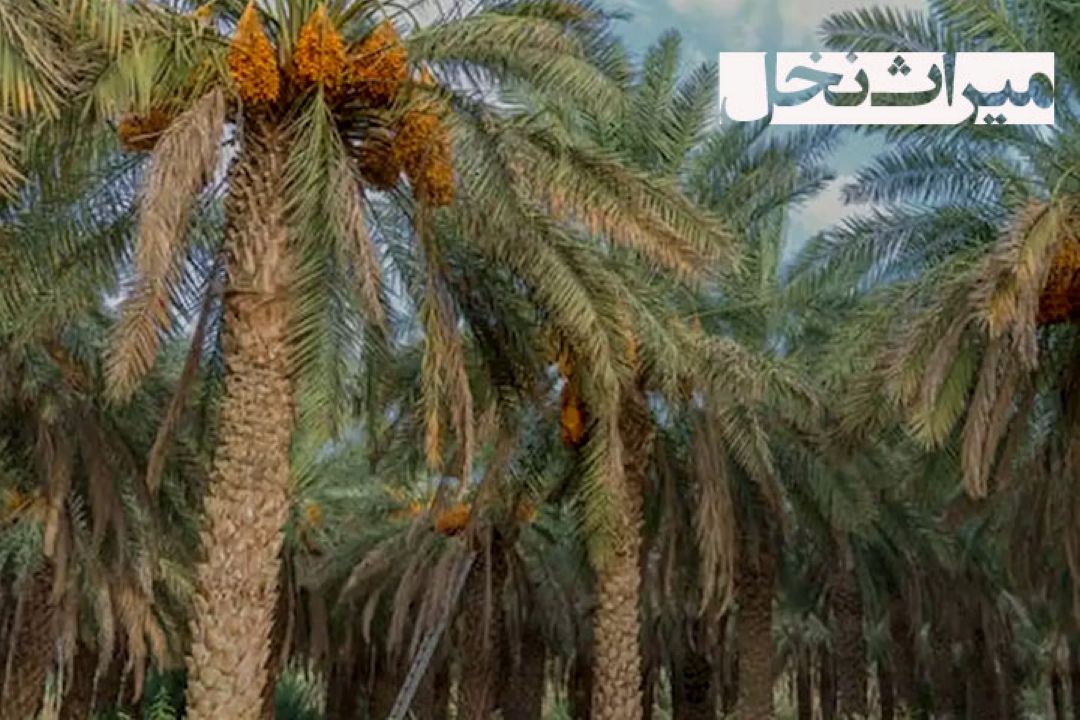 ایران از «میراث نخل» جا ماند