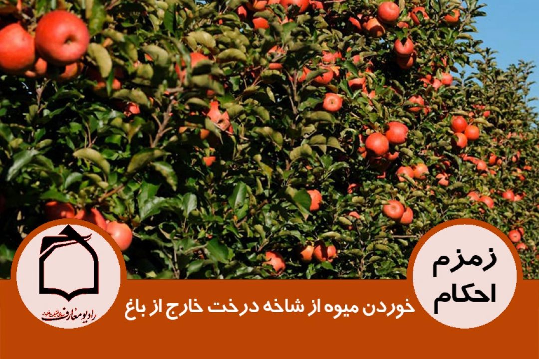 خوردن میوه از شاخه درخت خارج از باغ