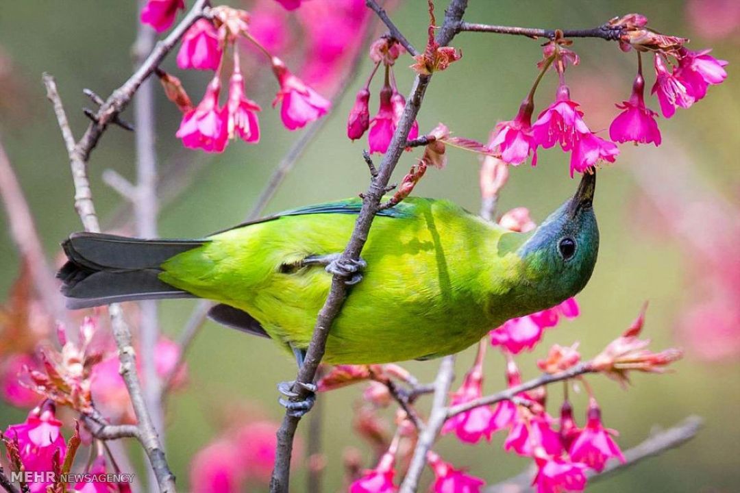  ترانه ها و تصنیف های بهاری، گوشه ای از فرهنگ پویای ایران زمین