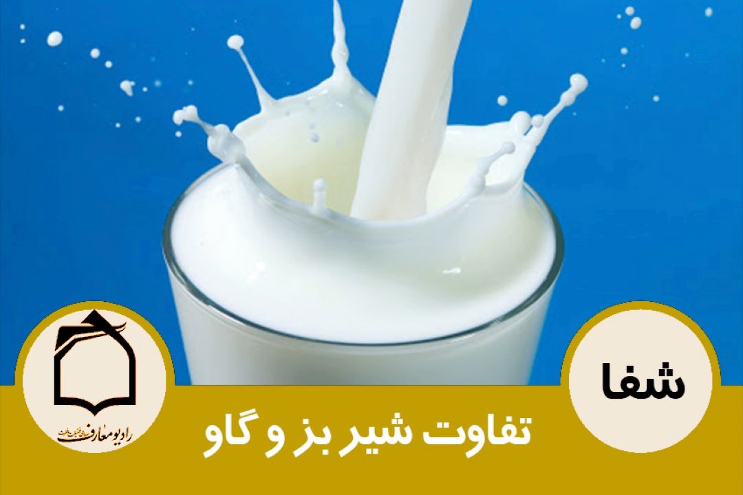 تفاوت شیر بز و گاو